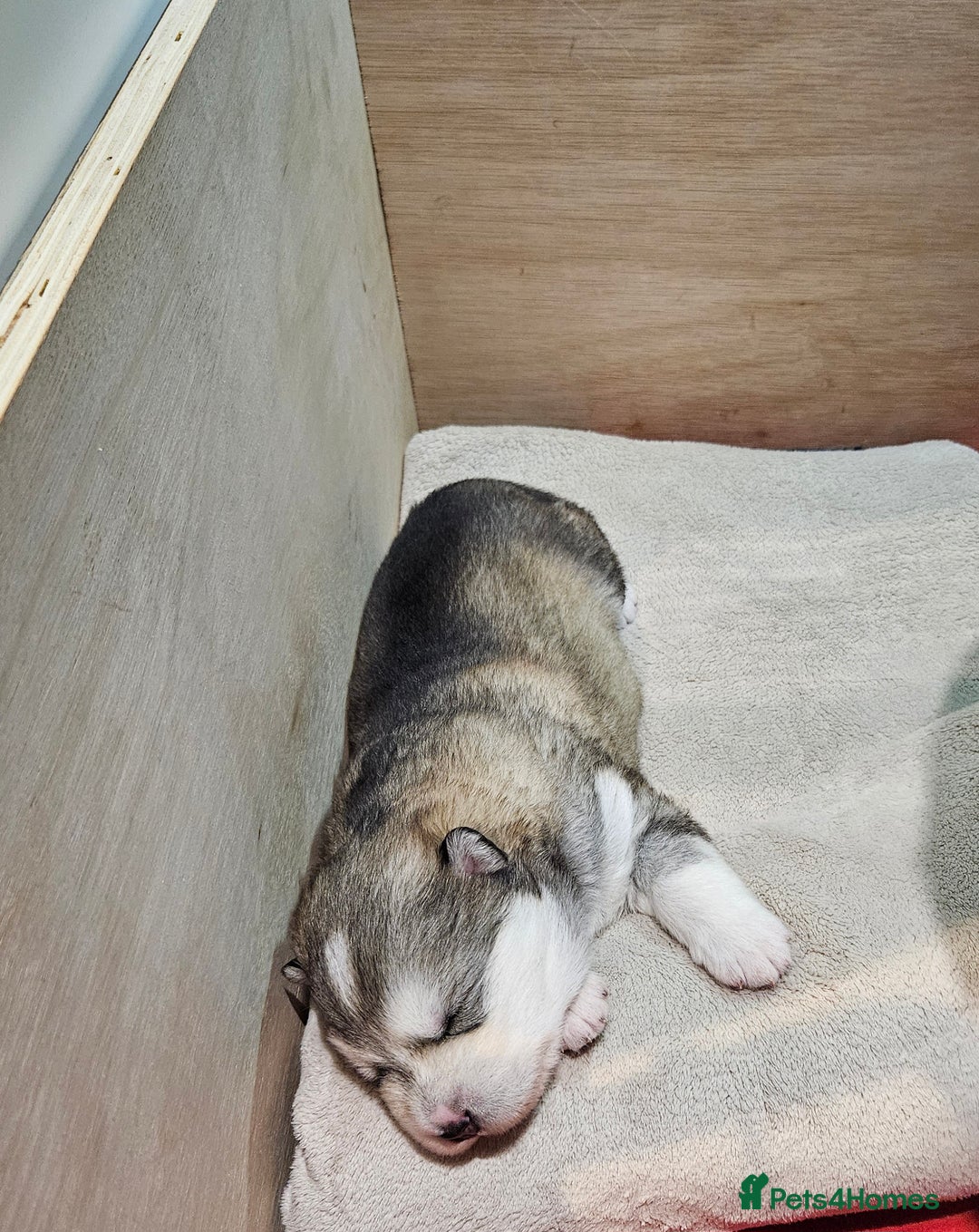 Alaskan Malamute dogs for sale: Litter B  - Advert 6