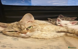 Devon Rex cats for sale: 3 Devon Rex female kittens for sale!!!🐯🐯🐯 - Image 5