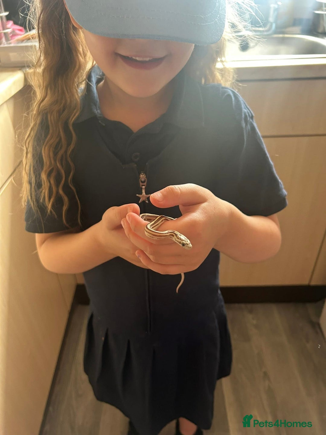 Mixed Breed reptiles for sale: Royal python and corn snake for sale in Chester  - Advert 4