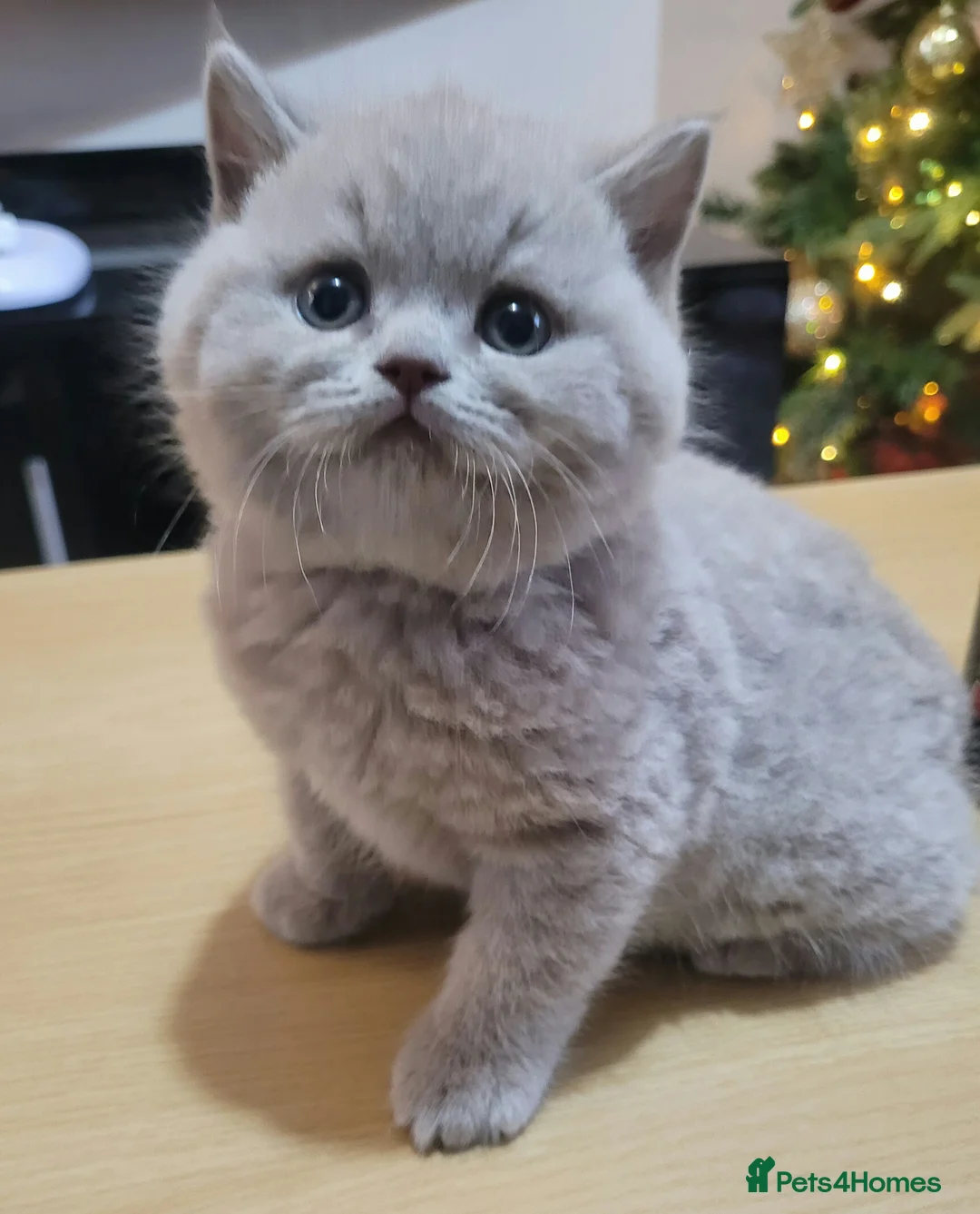 British Shorthair cats for stud: Imported Pedigree British Shorthair, BG B in London - Advert 12