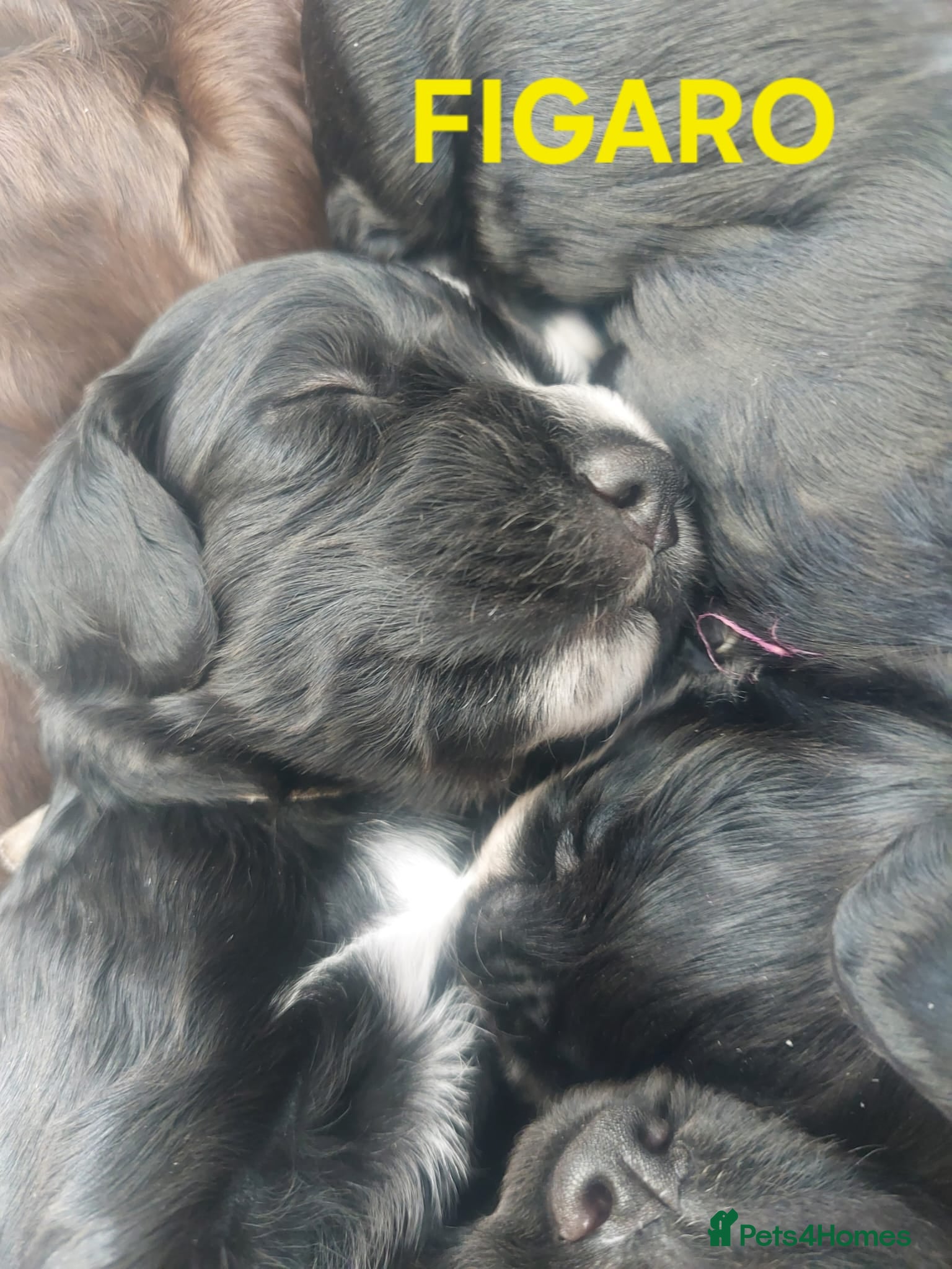Sprocker dogs for sale: Sprocker Spaniel DWKC registered working line pups - Advert 10