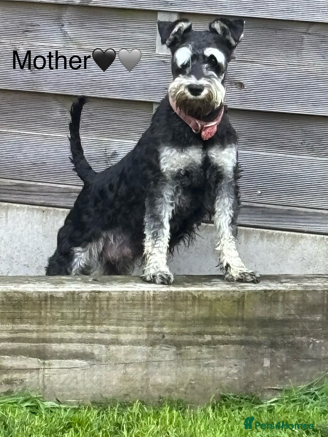 Mixed Breed dogs for sale: F1 MINI SCHNOODLE PUPPIES  - Image 6