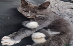 Ragdoll cats for sale: Buddy - Image 1