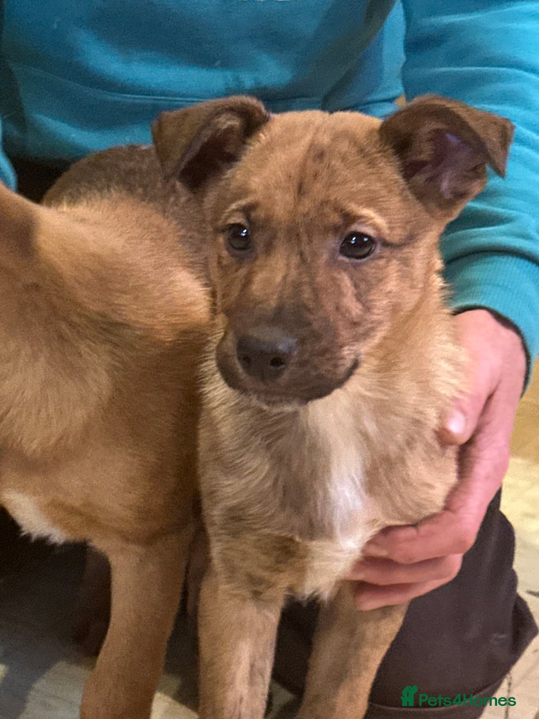 Mixed Breed dogs for sale: Kelpie x Collie puppies - Advert 2