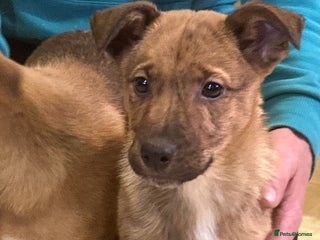 Mixed Breed dogs Kelpie x Collie puppies - Advert 4