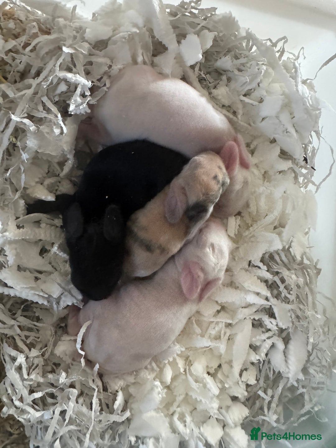 Mini Lop rabbits for sale: Pedigree mini lop bunnies - Image 3