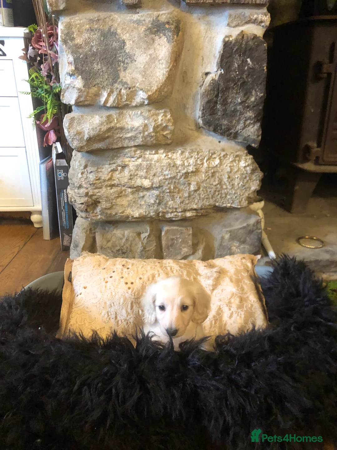 Miniature Dachshund dogs for sale: KC English Cream miniature dachshund  - Advert 20