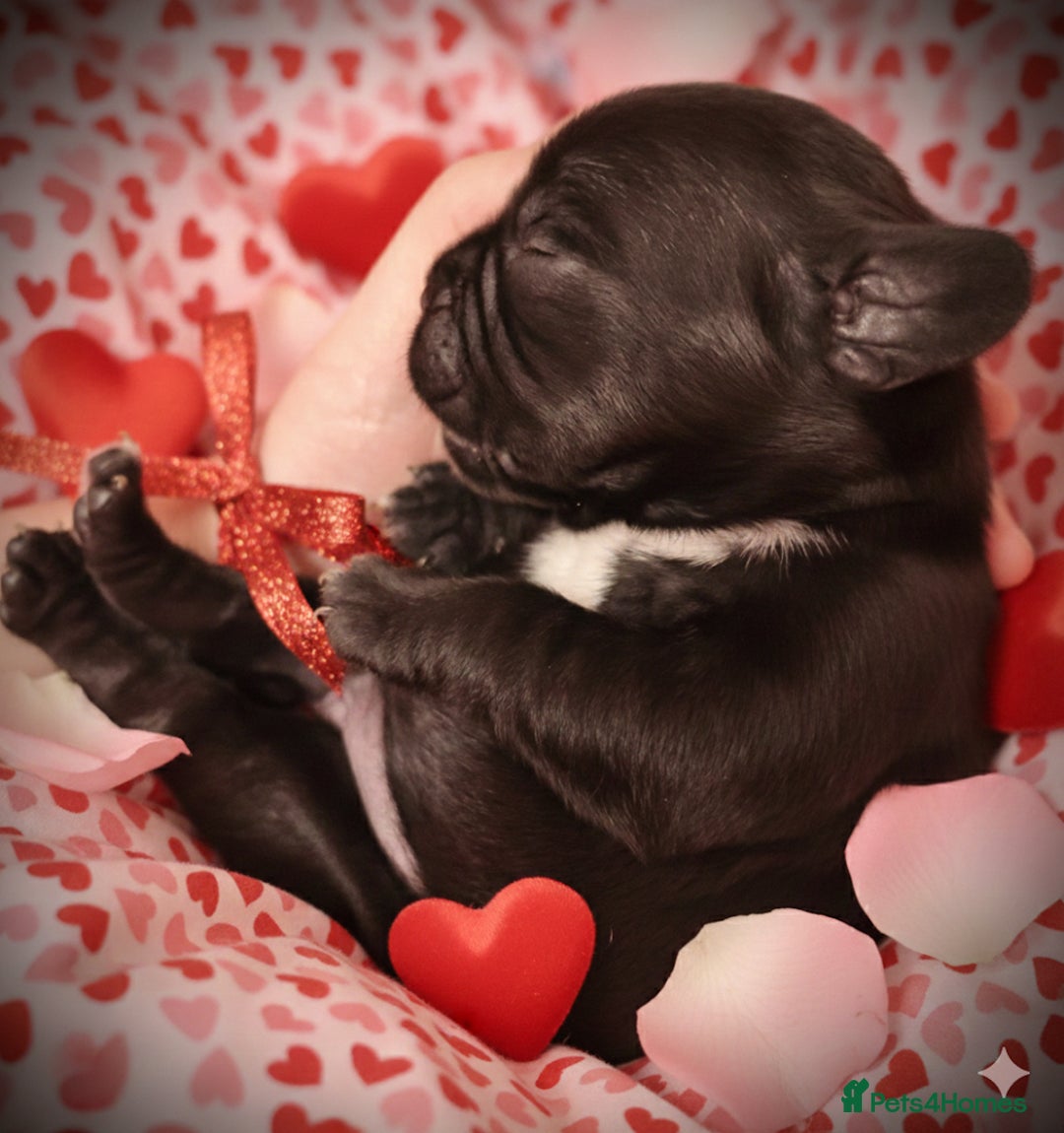 Mixed Breed dogs for sale: Spring bull puppies  - Advert 12