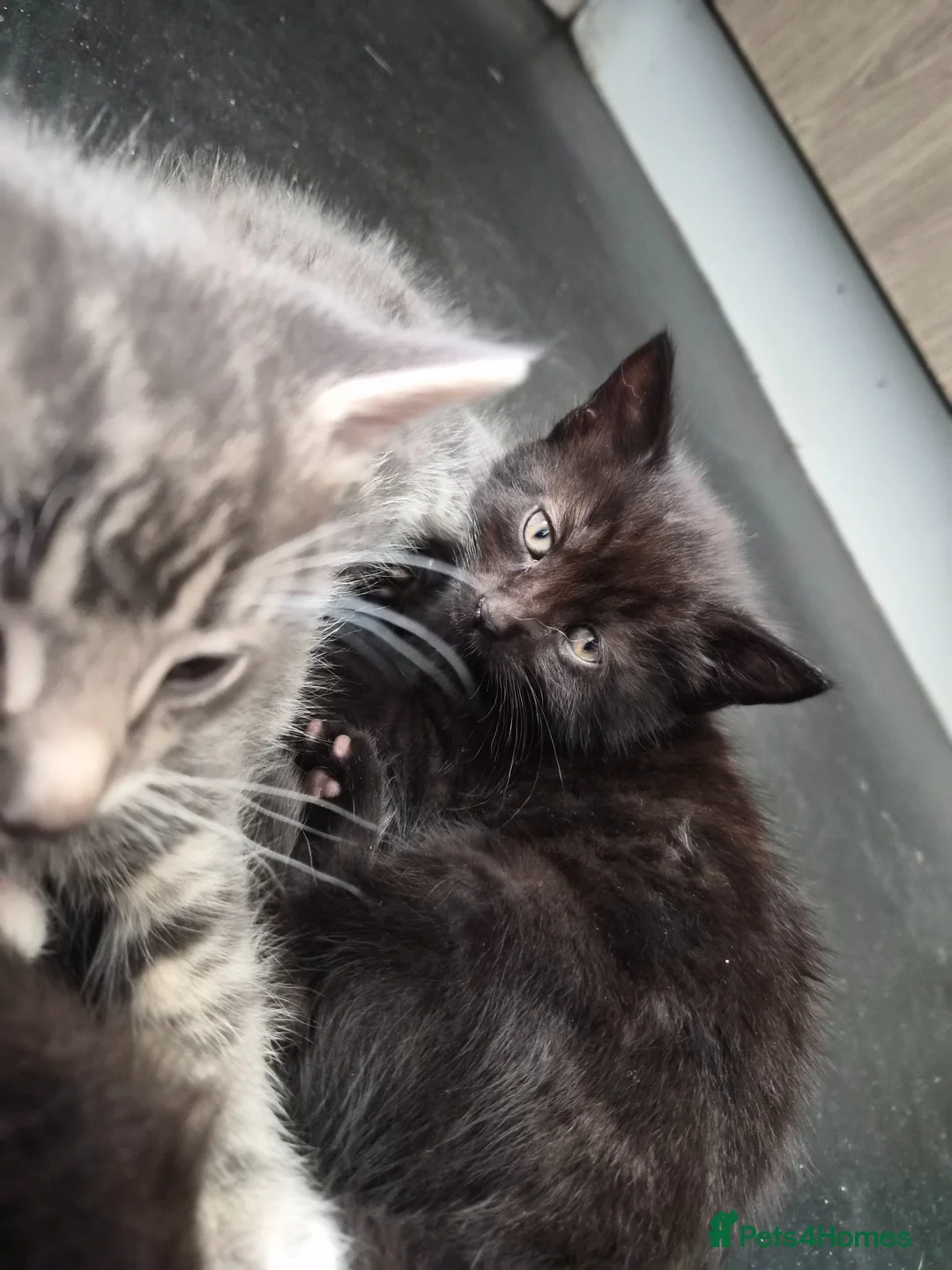 Mixed Breed cats for sale: Kitten  in Oldbury - Advert 7