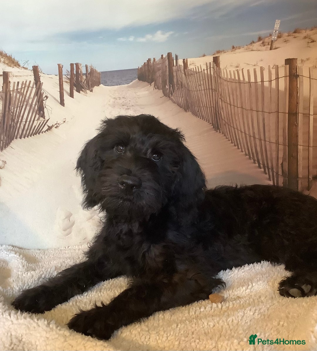 Mixed Breed dogs for sale: Ready now for their 5* homes - Image 1