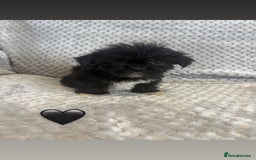 Lhasa Apso dogs for sale: Beautiful Lhasa Apso  - Image 12