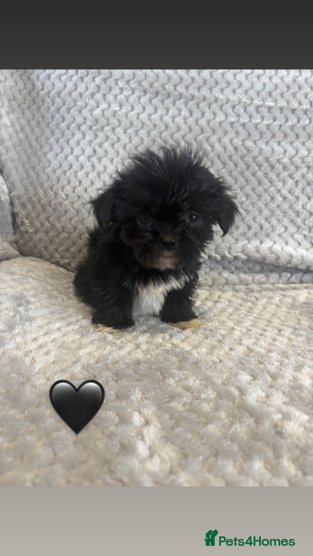 Lhasa Apso dogs for sale: Beautiful Lhasa Apso  - Image 12