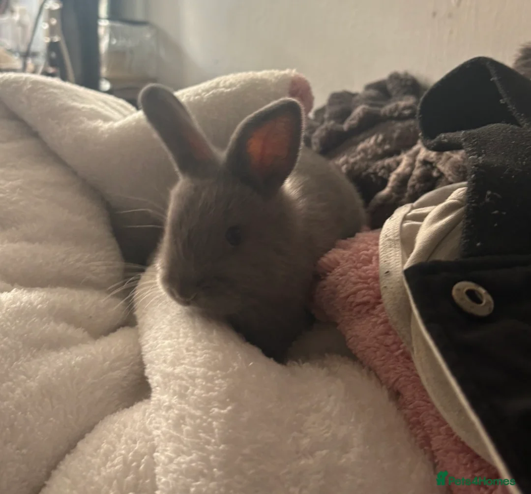 Mixed Breed rabbits for sale: 2 babies & mum for sale - Advert 2