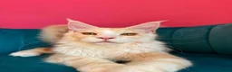 Maine Coon cats for sale: TICA Registered Red Shaded Maine Coon kitten - Advert 10