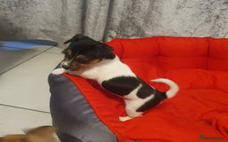 Jack Russell dogs for sale: Jack Russell puppies  - Image 10