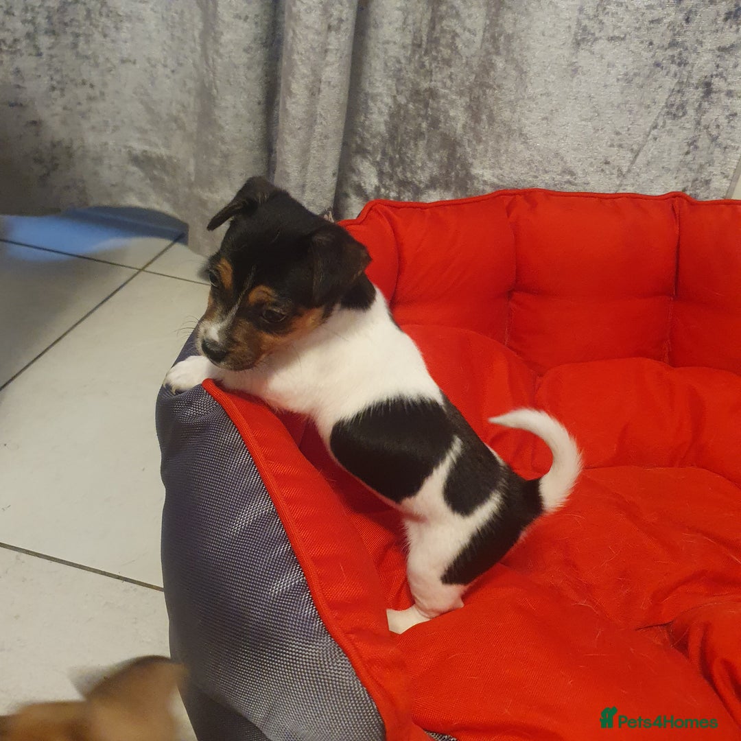 Jack Russell dogs for sale: Jack Russell puppies  - Image 10