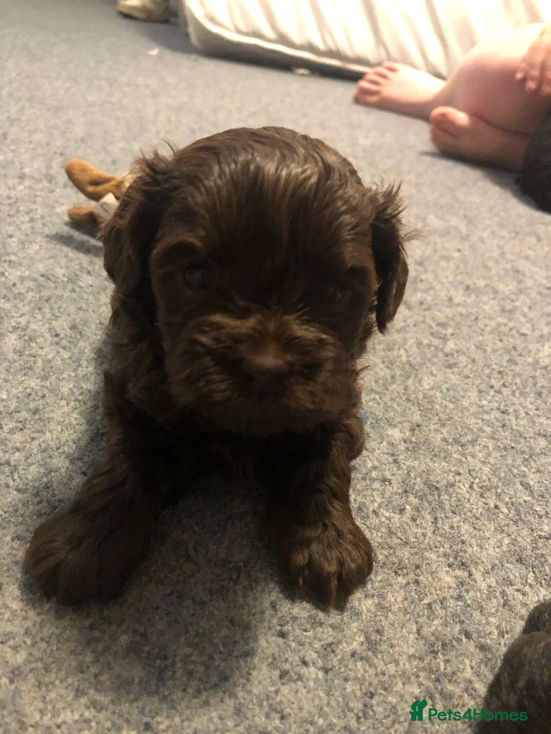 Shihpoo dogs for sale: Shihpoo puppies - Advert 3