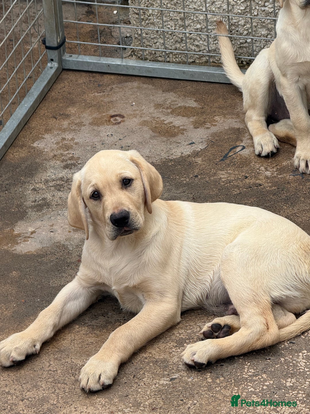 Labrador Retriever dogs for sale: Labrador  - Image 1