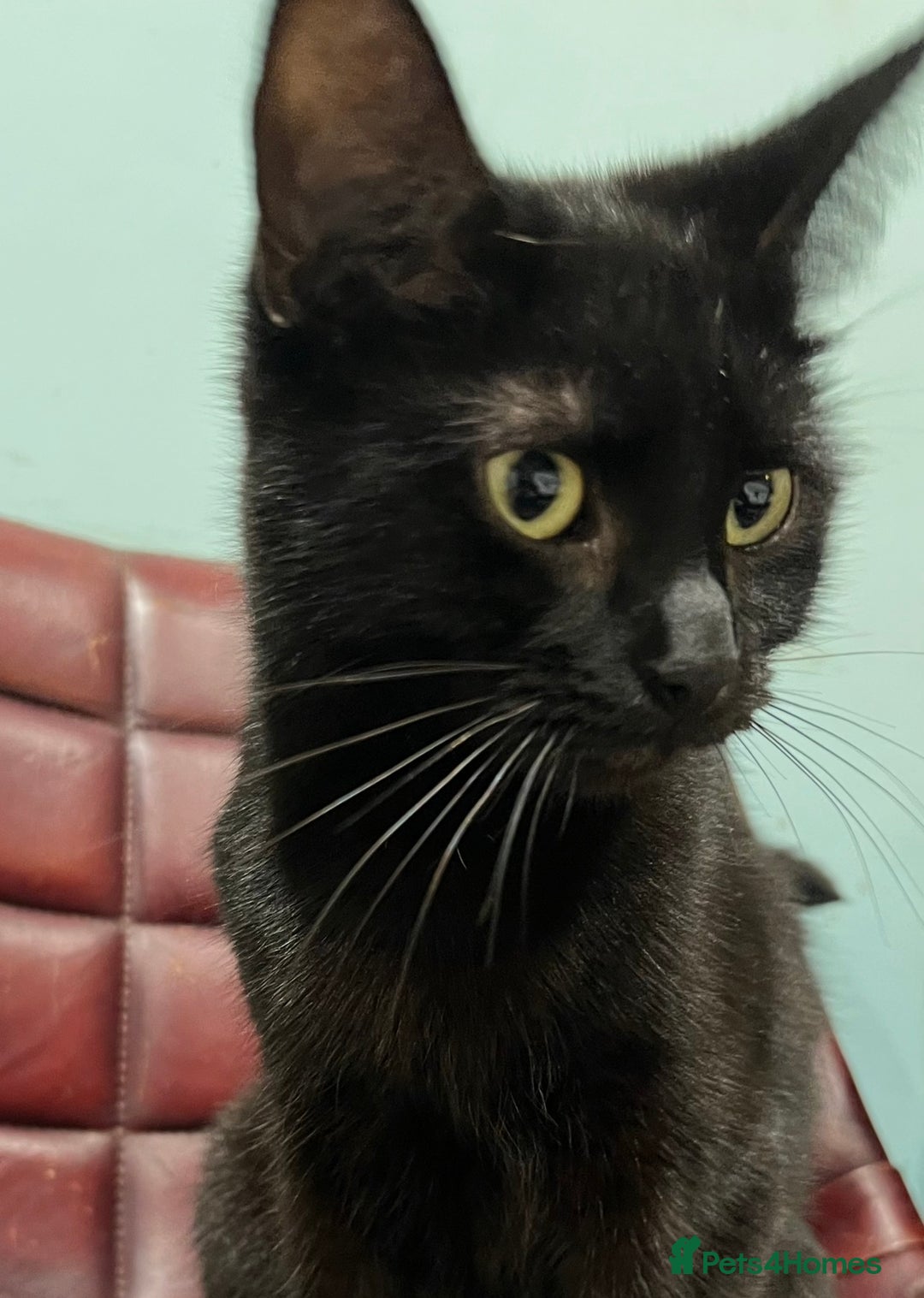 Mixed Breed cats for sale: Loving lucky black cats - Advert 4