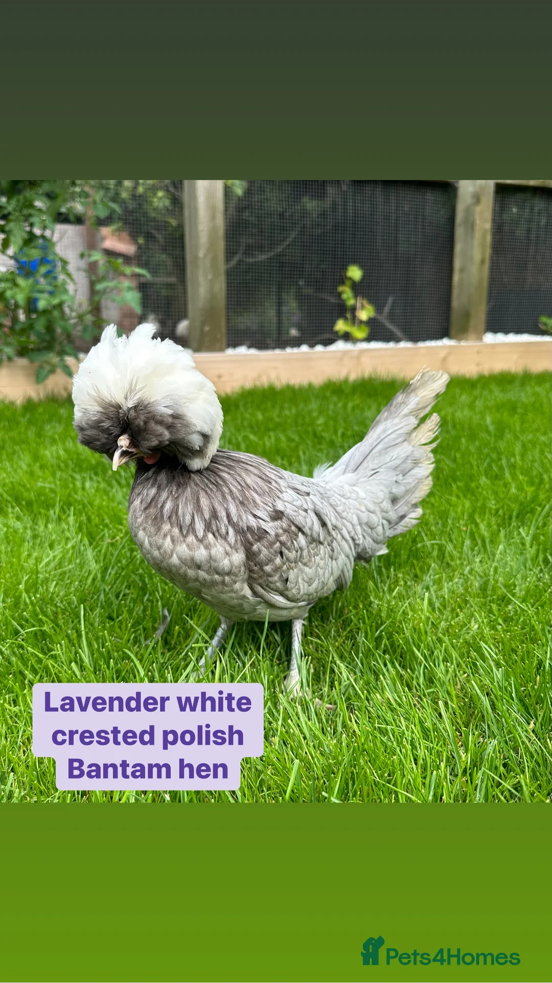 Chickens poultry for sale: Pure breed bantam hens at point of lay - Advert 2