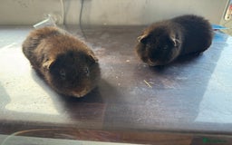 Guinea Pig rodents for sale: Teddy bear Guinea pigs  - Image 2
