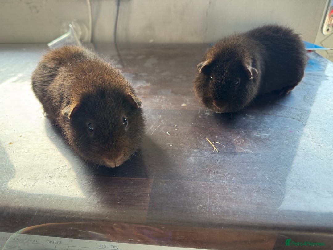 Guinea Pig rodents for sale: Teddy bear Guinea pigs  - Image 2