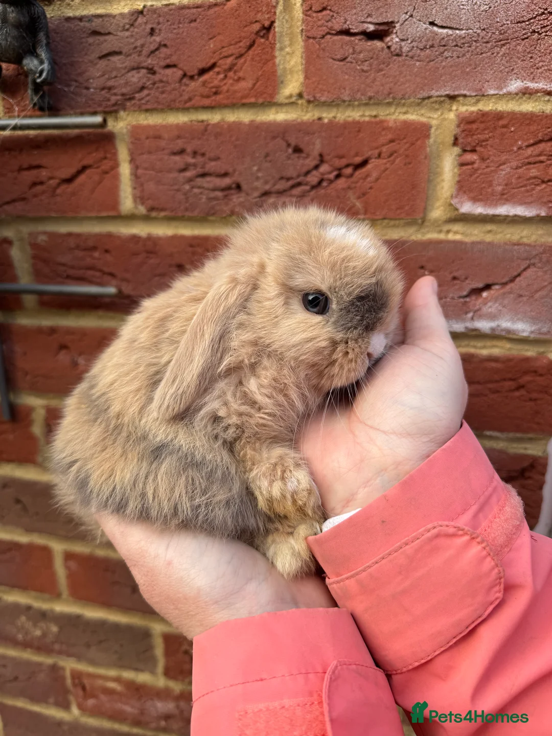 Mini Lop rabbits for sale: Purebred Mini Lop Doe - Advert 2