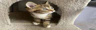Mixed Breed 4