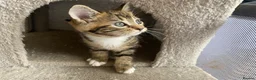 Mixed Breed cats for sale: Kittens ready to go! - Advert 10