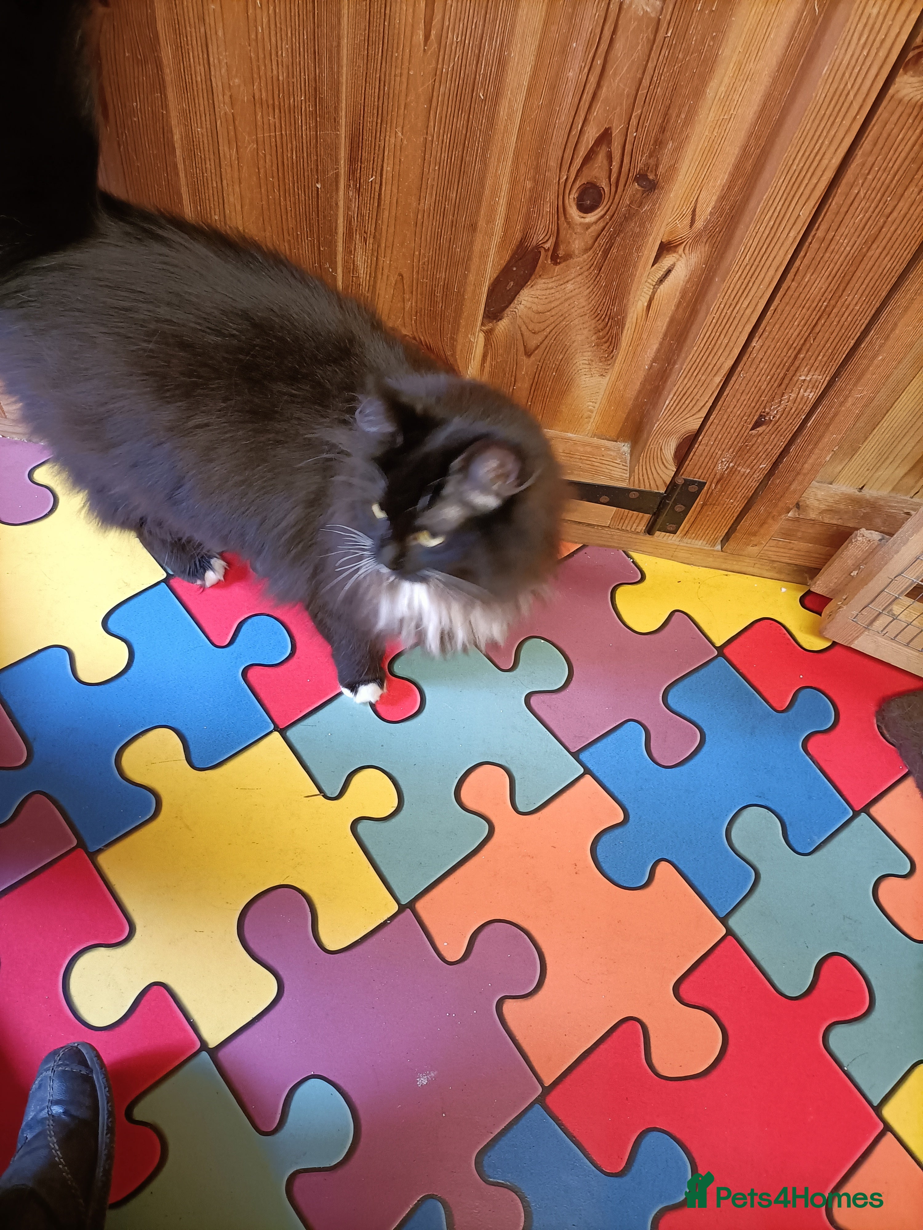 Maine Coon cats Maincoon kittens for sale - Advert 17