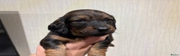 Dachshund dogs for sale: Standard Dachshund Puppies - Advert 4
