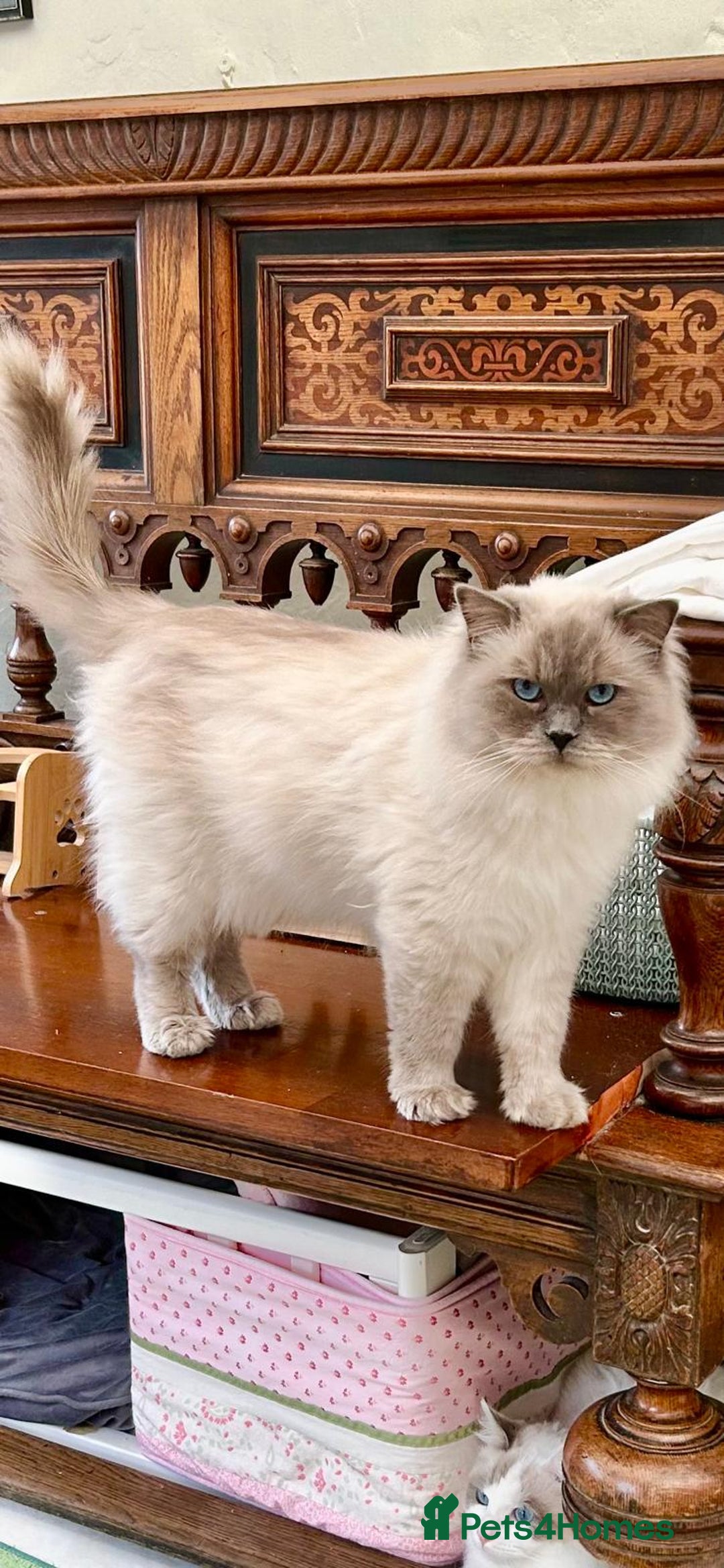 Ragdoll cats for sale: Gorgeous Fluffy Ragdoll Kittens  - Advert 6