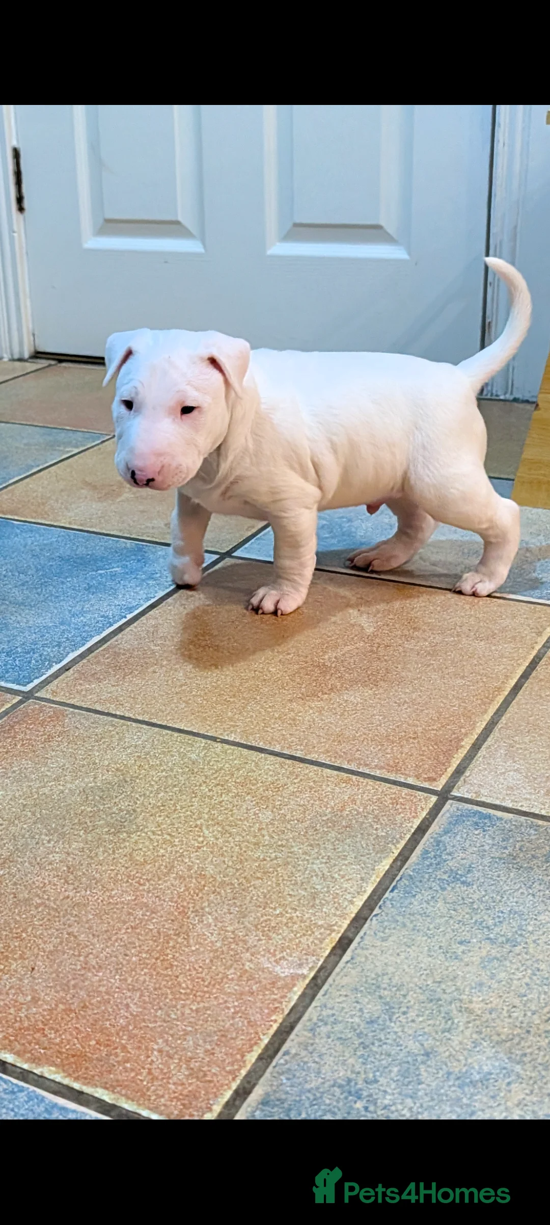 English Bull Terrier dogs for sale: English bull terrier pups - Advert 6