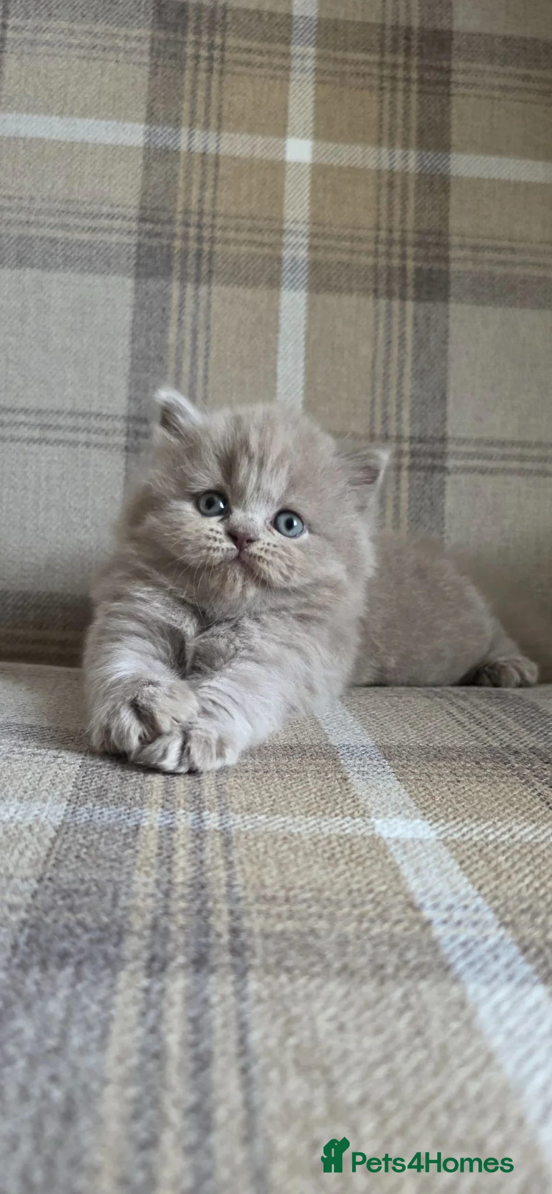 British Longhair cats for sale: Champion GCCF British Longhair female - Advert 2