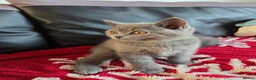 British Shorthair cats for sale: Beautiful British Shorthair kittens - Advert 22