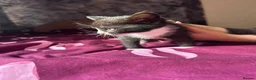 Mixed Breed cats for sale: 5 gorgeous fluffy kittens - Advert 10