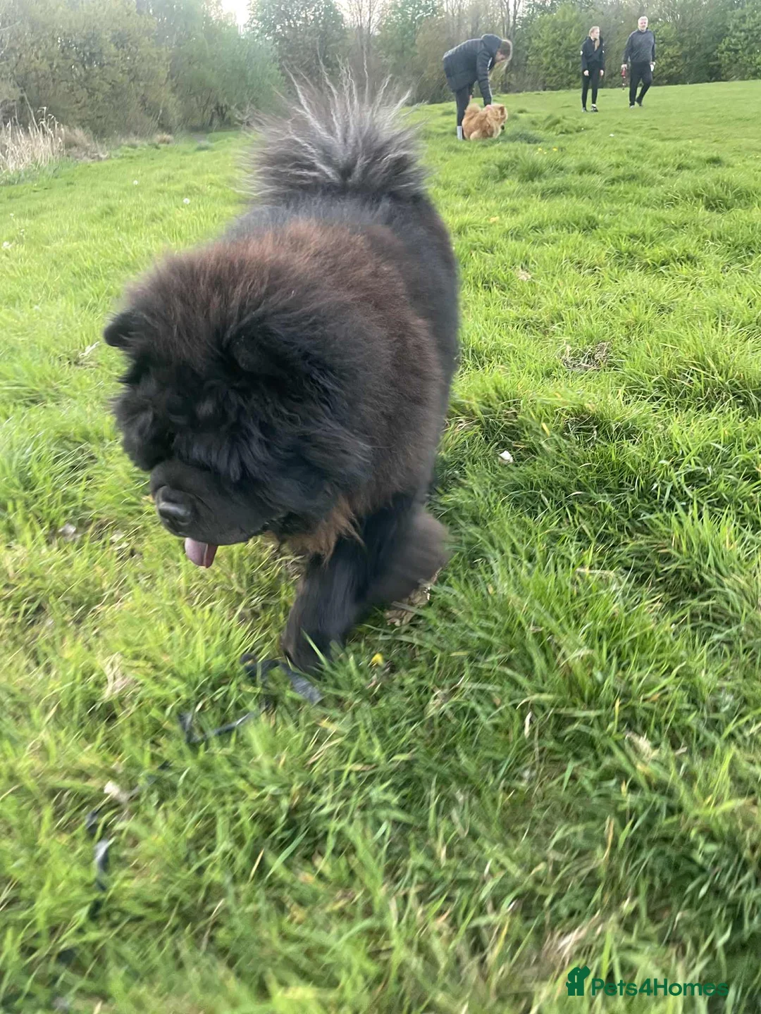 Chow Chow dogs for sale: KC Registered Chow Pups– (Champion Blood Lines) - Advert 11