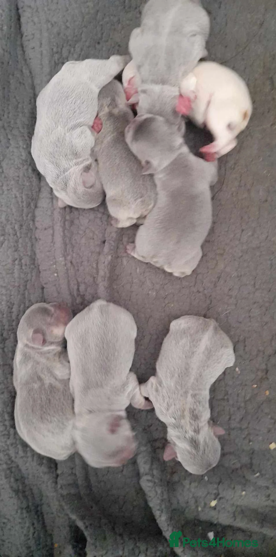 French Bulldog dogs for stud: Lilac and tan carrying cream, testable & fluffy in Motherwell - Advert 15