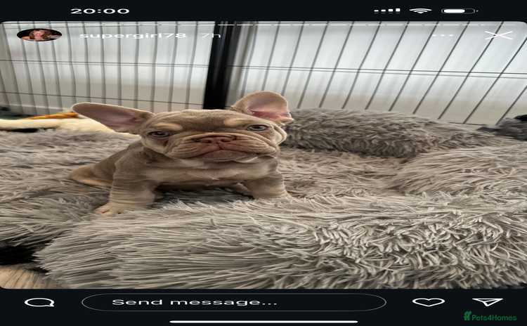 French Bulldog dogs - Advert 2