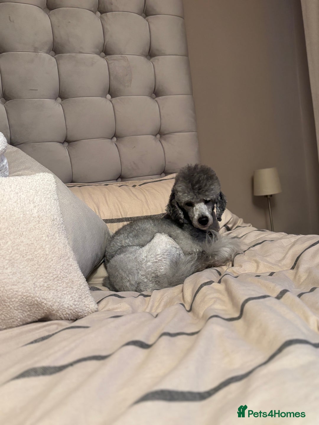 Poochon dogs for sale: Beautiful fluffy puppies  - Advert 14