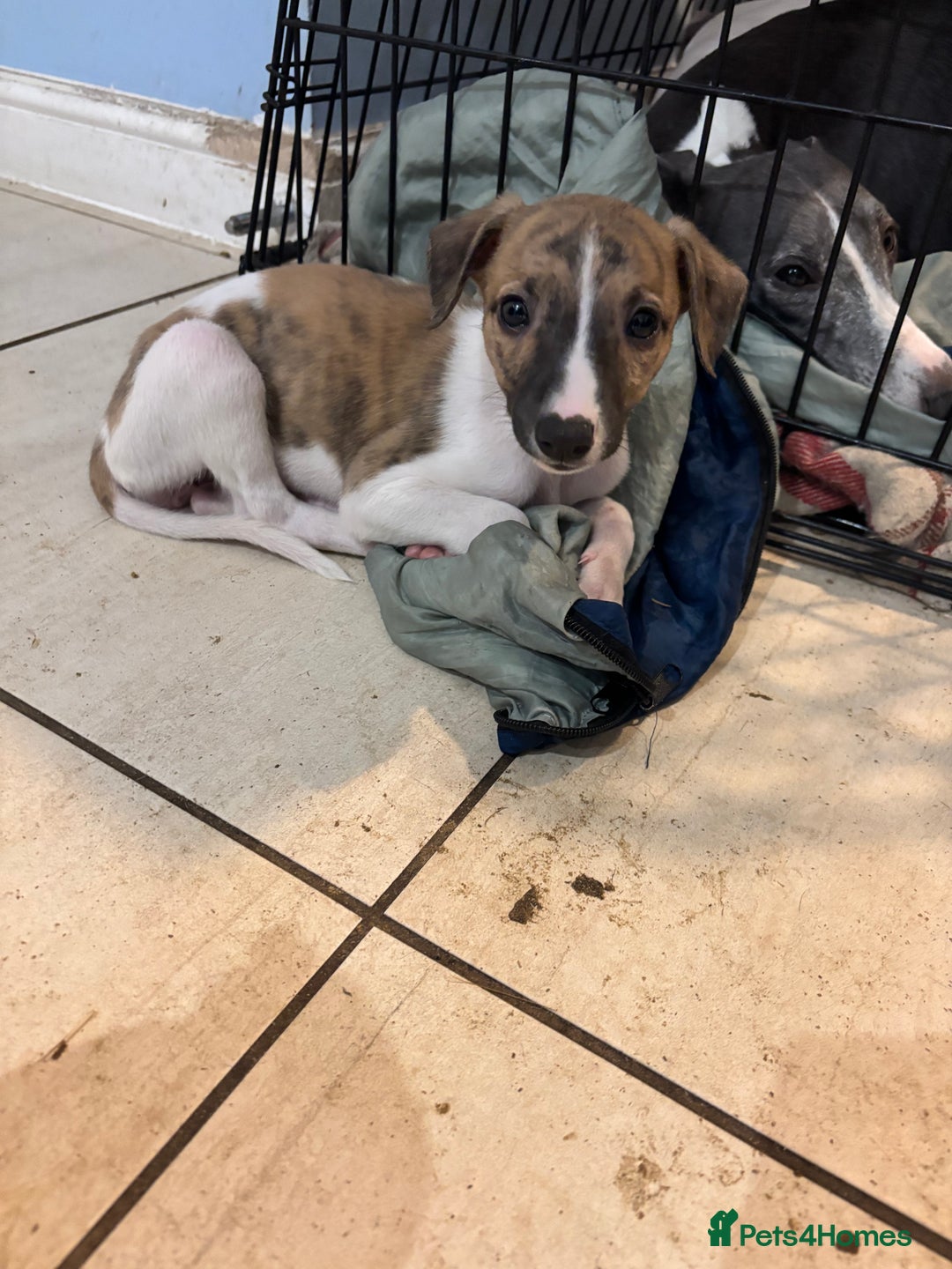 Whippet dogs for sale: Gorgeous whippet puppies for sale - Advert 13