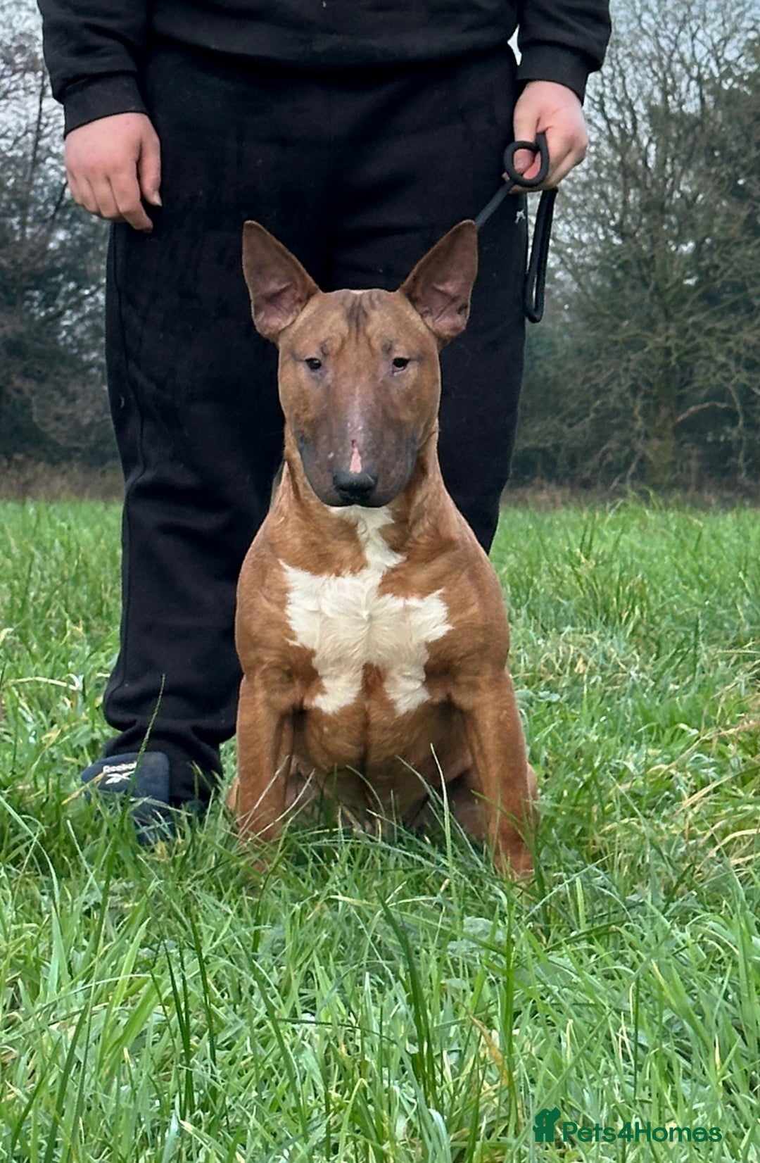 English Bull Terrier dogs for sale: Red kc male English bull terrier for sale  - Advert 3