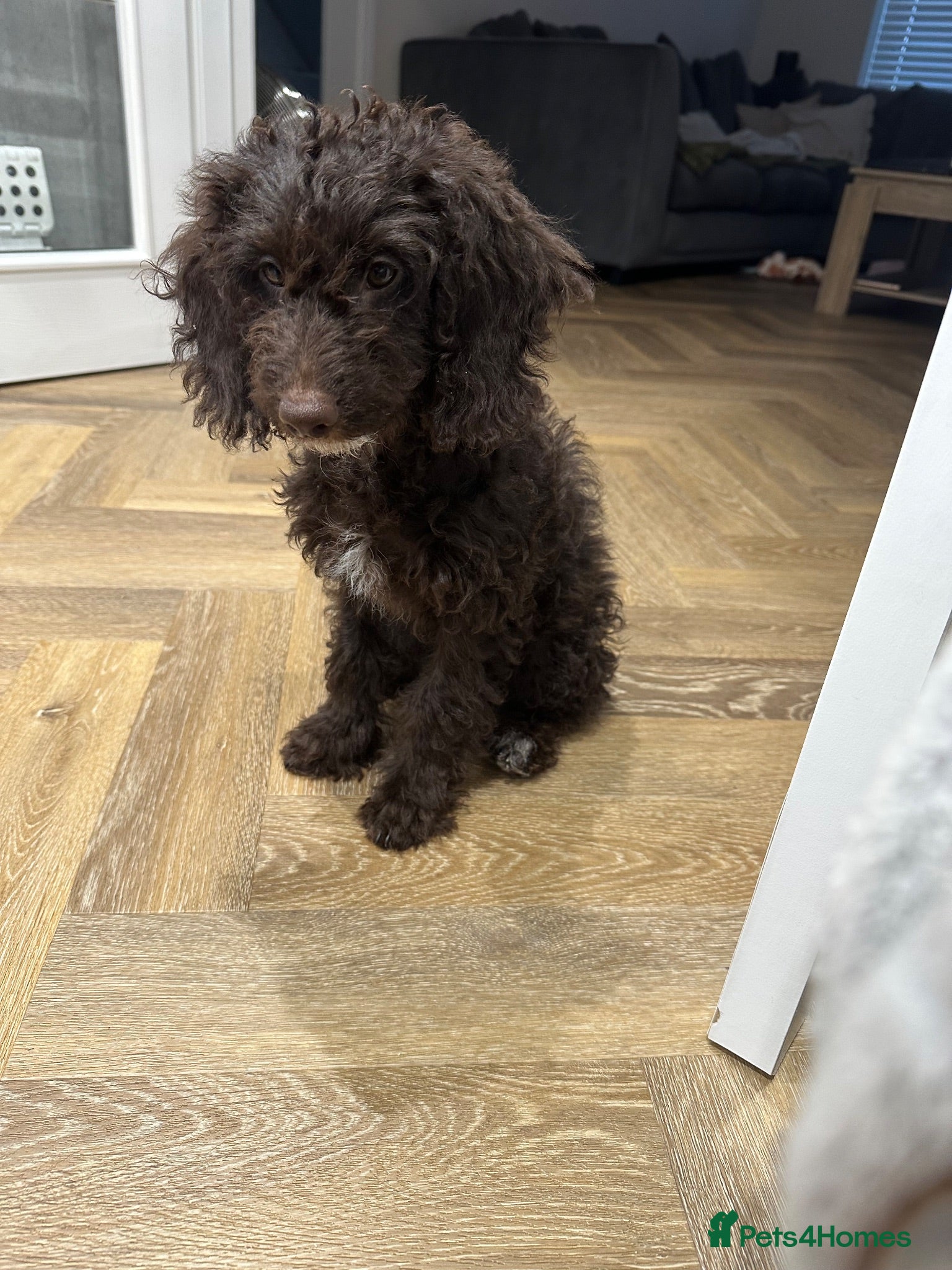 Cockapoo dogs 🤎 LAST CHOCOLATE GIRL. READY TO LEAVE 🤎 - Advert 6