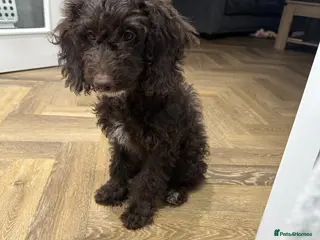 Cockapoo dogs 🤎 LAST CHOCOLATE GIRL. READY TO LEAVE 🤎 - Advert 6