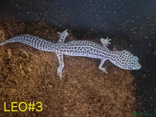 Mixed Breed reptiles Royal python and Leopard Geckos for sale - Advert 18