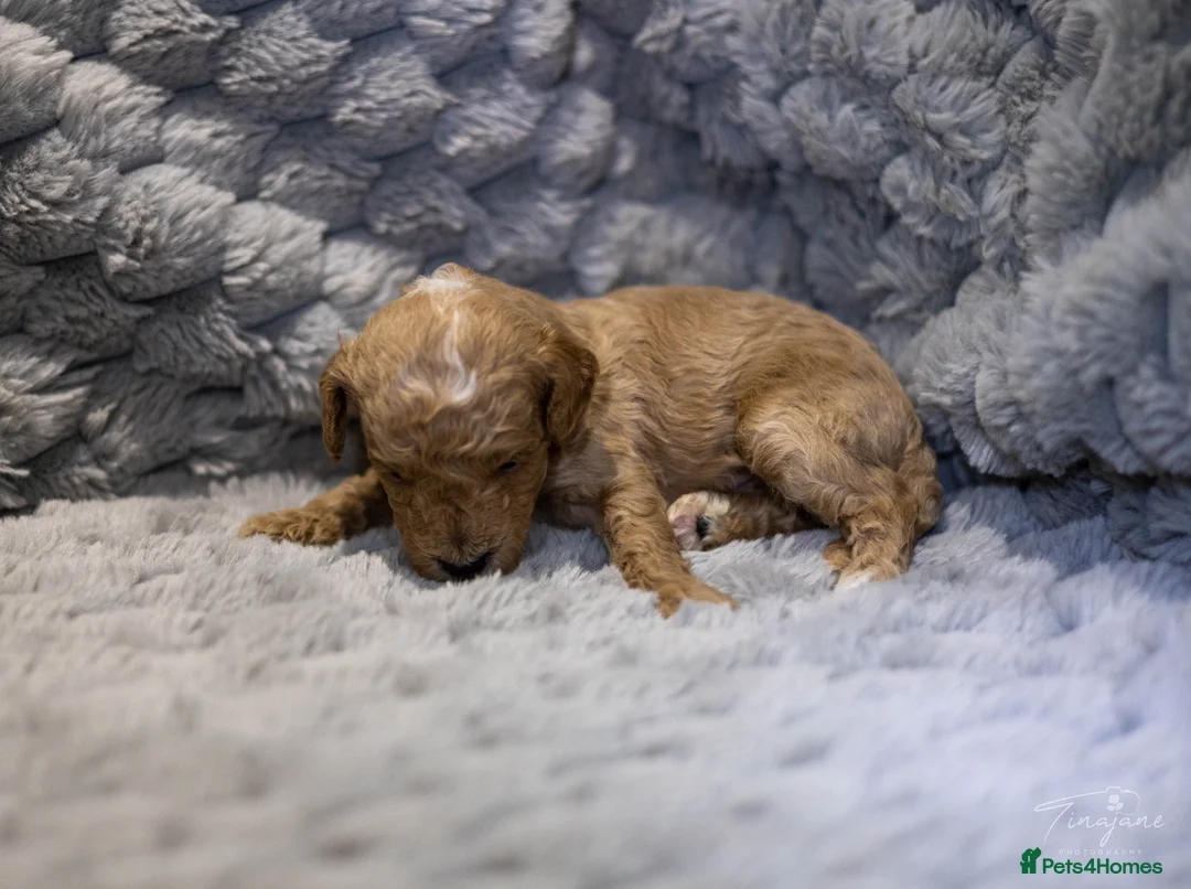 Goldendoodle dogs for sale: Mini Goldendoodles - Advert 6
