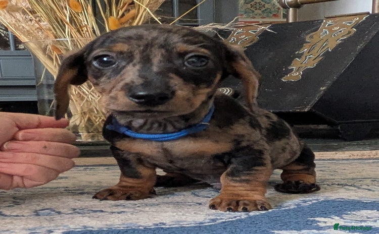 Miniature Dachshund dogs Miniature dachshund puppies  - Advert 1