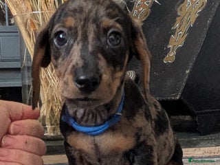 Miniature Dachshund dogs Miniature dachshund puppies - Advert 13