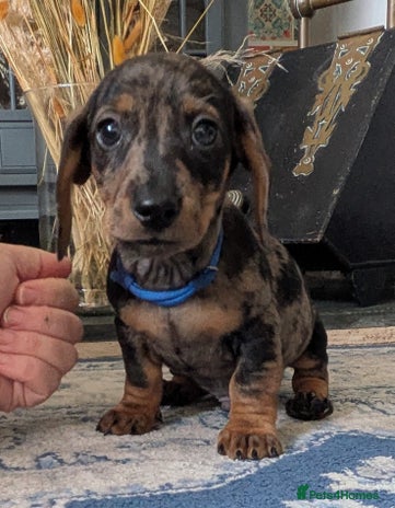 Miniature Dachshund dogs Miniature dachshund puppies - Advert 1