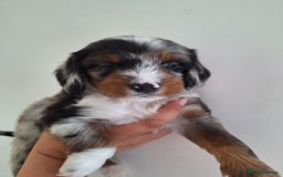 Mixed Breed dogs for sale: Jackapoo x cockerspaniel  - Image 2